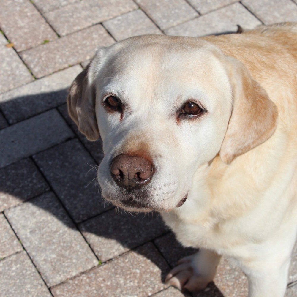 Meet your Posher, Daisy